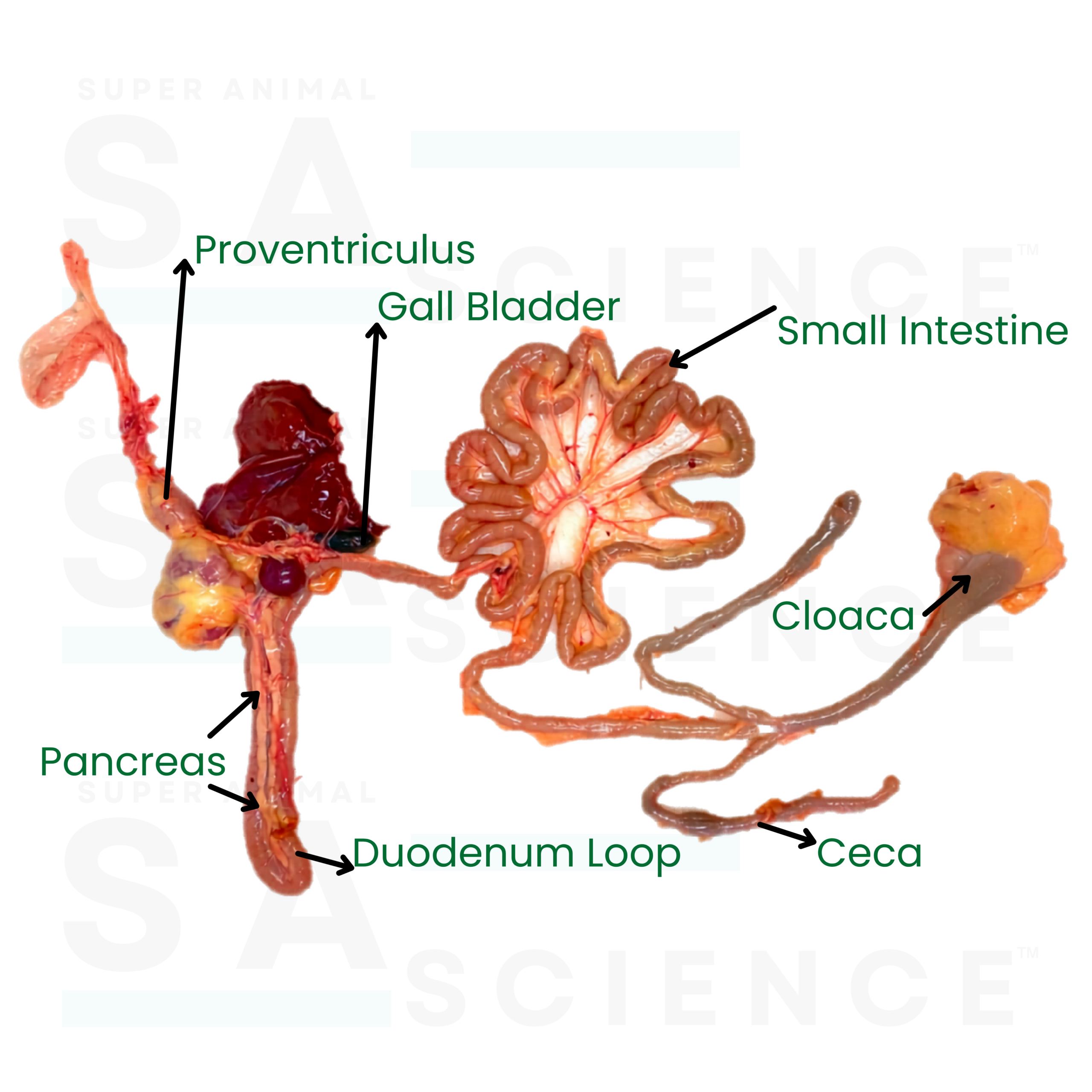 Broiler chicken anatomy overview