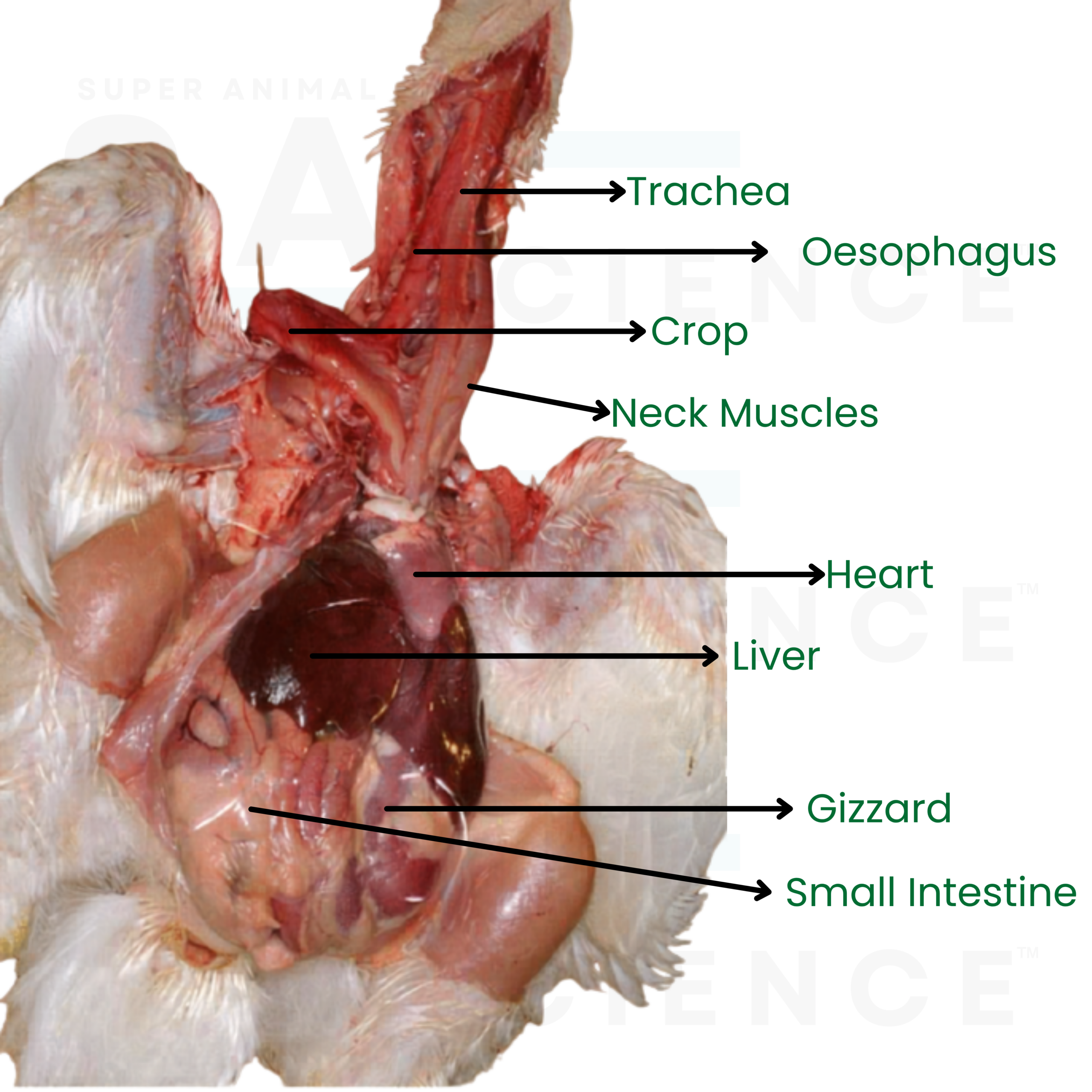 Broiler organs in position