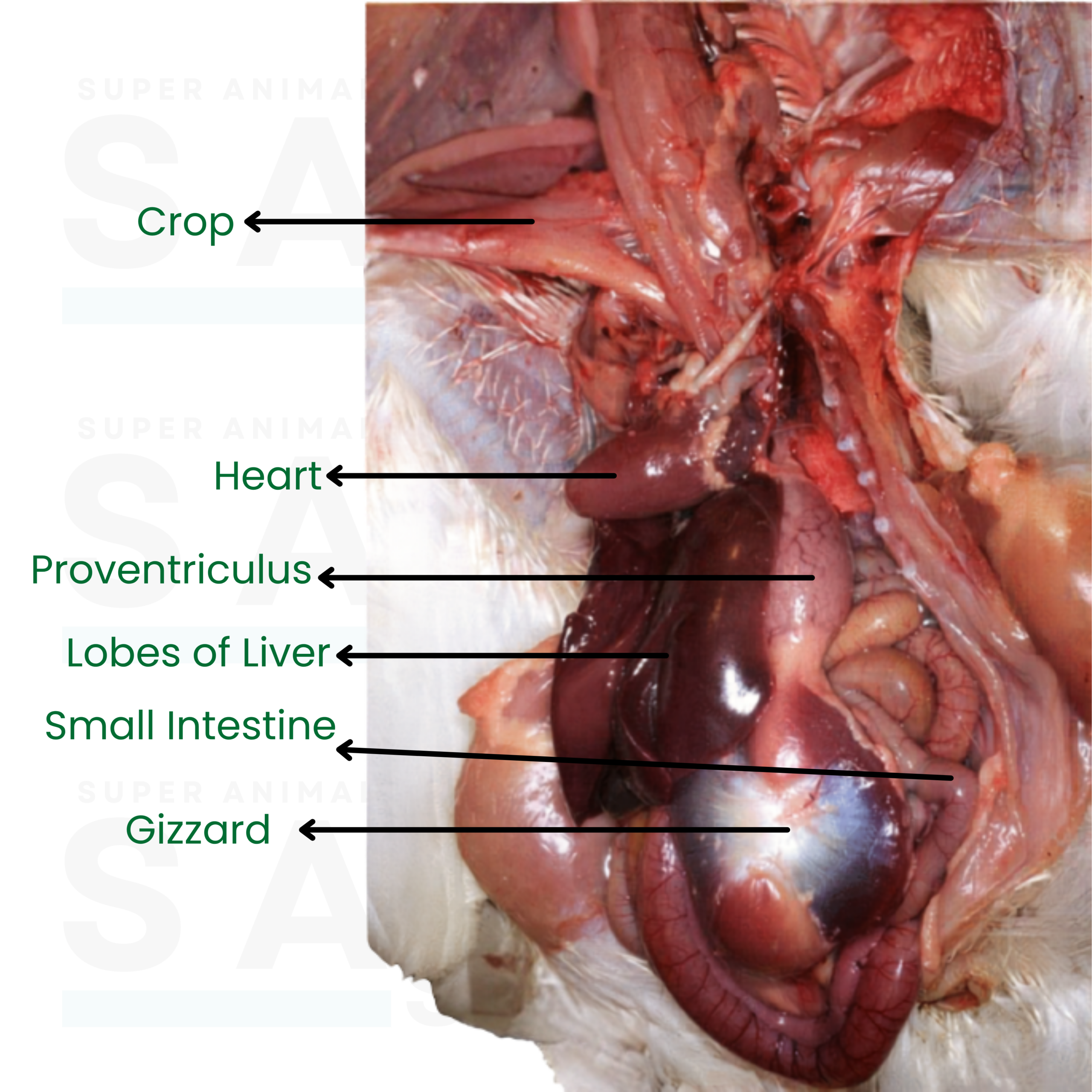 Broiler organs removed for inspection