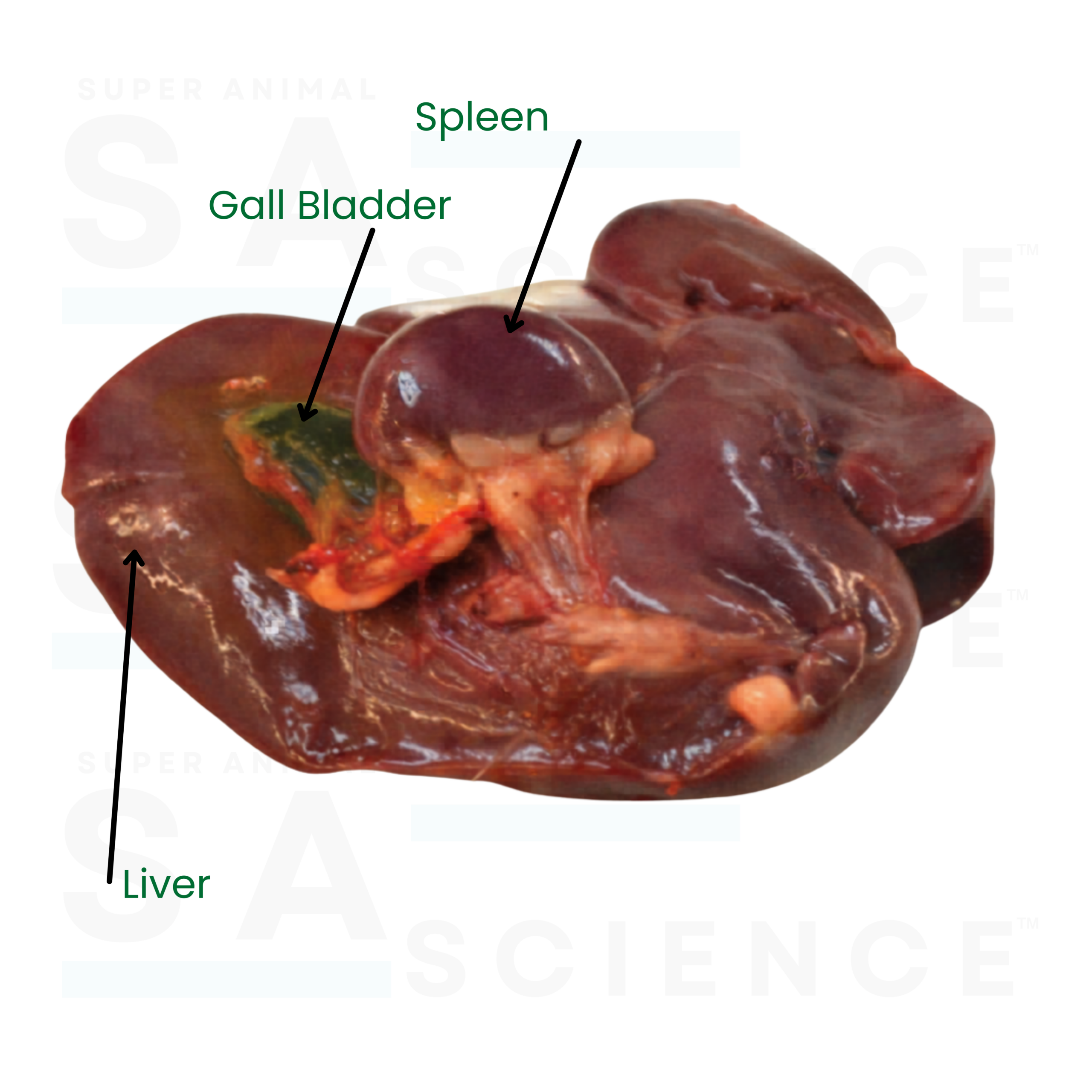 Broiler internal organs detail